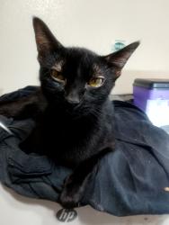 Found/Stray Female Cat last seen Rutland drive and mountain Quail, Austin, TX 78758
