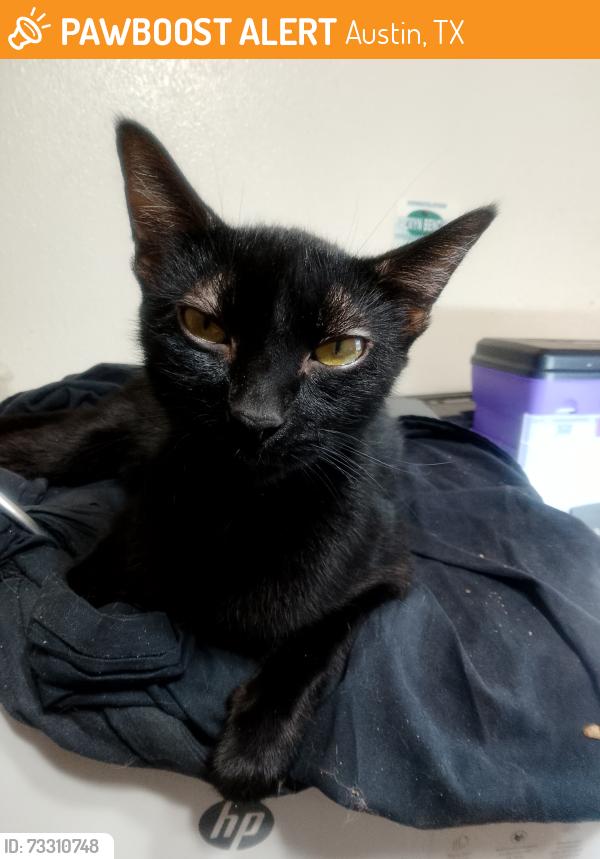 Found/Stray Female Cat last seen Rutland drive and mountain Quail, Austin, TX 78758
