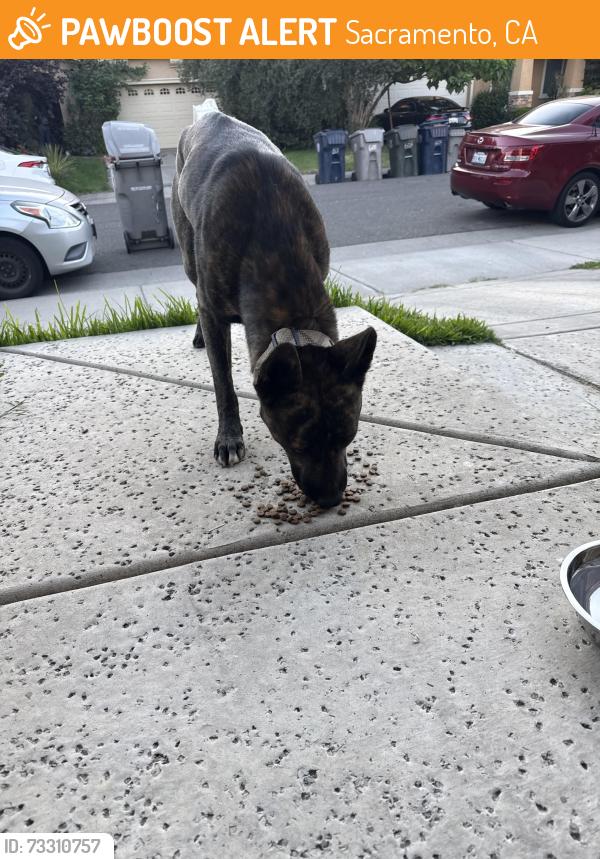 Found/Stray Male Dog last seen Norwood ave, Sacramento, CA 95838