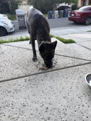 Found/Stray Male Dog last seen Norwood ave, Sacramento, CA 95838