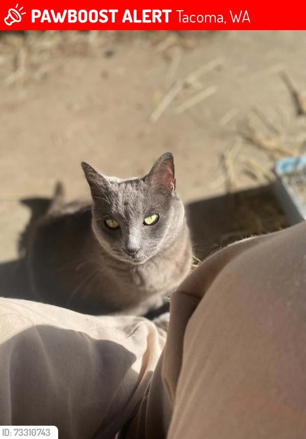 Lost Female Cat last seen Washington Blvd sw lakewood wa 98498, Tacoma, WA 98498