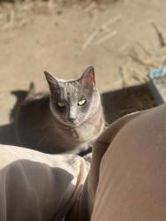 Lost Female Cat last seen Washington Blvd sw lakewood wa 98498, Tacoma, WA 98498