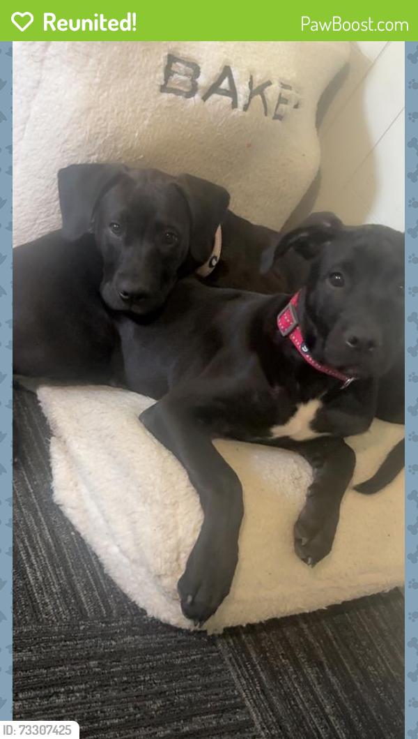 Reunited Female Dog last seen Ridgeway, Memphis, TN 38115