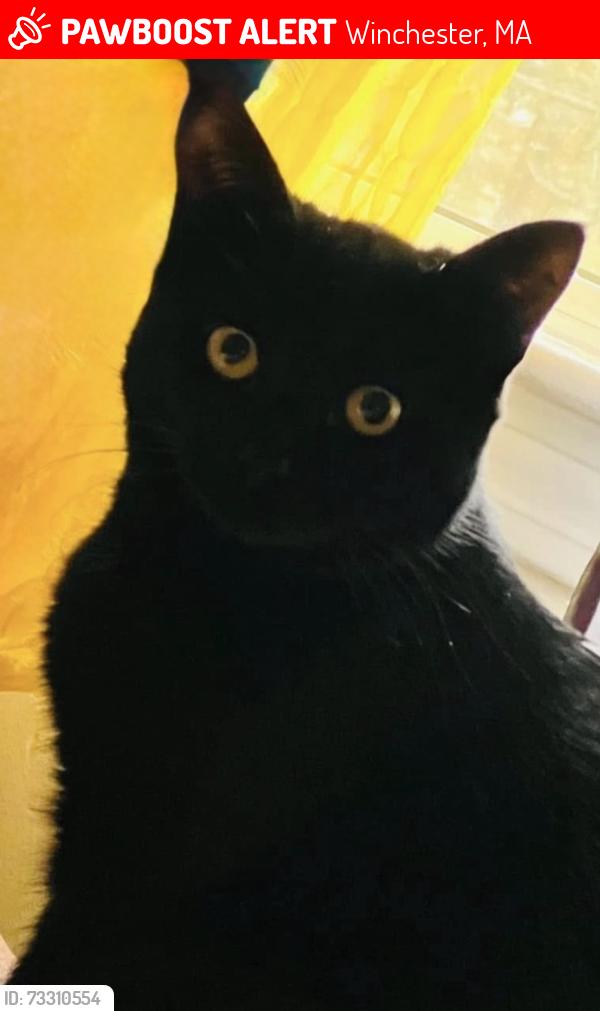 Lost Female Cat last seen Charles Rd / Bradford Rd., Winchester, MA 01890