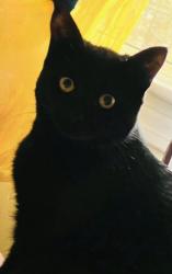Lost Female Cat last seen Charles Rd / Bradford Rd., Winchester, MA 01890