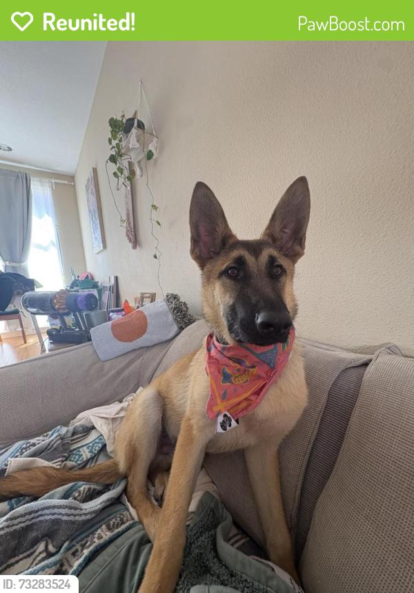 Reunited Male Dog last seen Grand Ave. & Mandela PKWY, Oakland, CA 94607