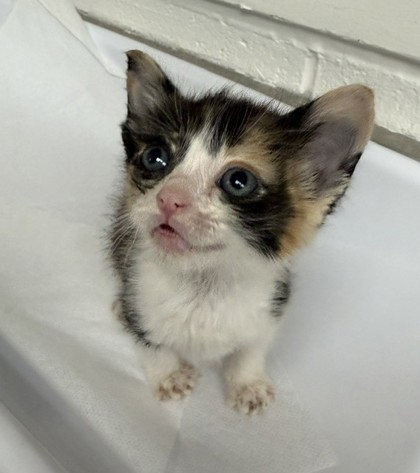 Shelter Stray Female Cat last seen N/A, Oakland,, 1101 29th Ave, Oakland, CA 94601, USA