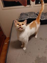 Found/Stray Male Cat last seen PGA BLVD,Prosperity, Palm Beach Gardens, FL 33410