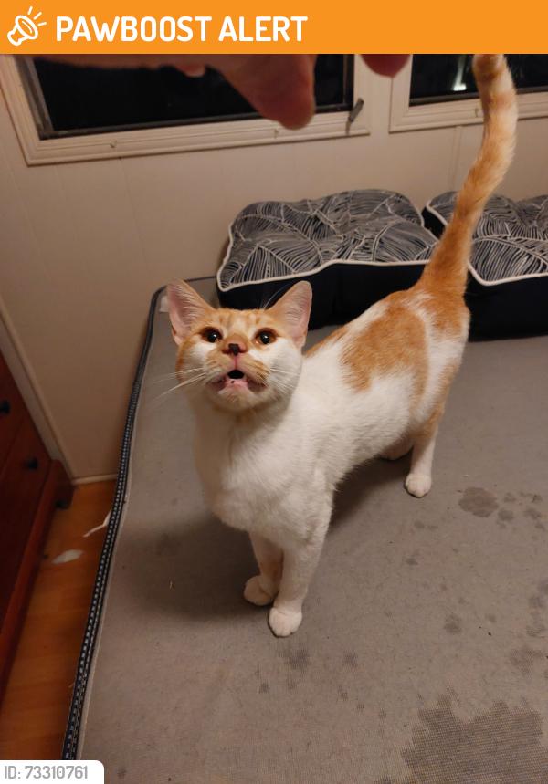 Found/Stray Male Cat last seen PGA BLVD,Prosperity, Palm Beach Gardens, FL 33410
