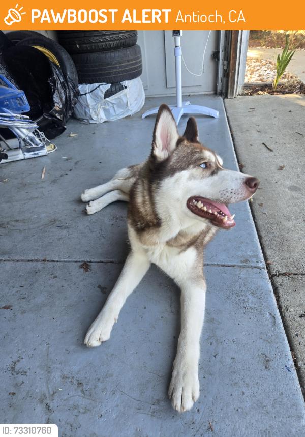 Found/Stray Male Dog last seen Daisy, Antioch, CA 94509