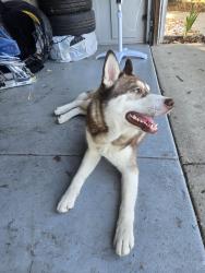 Found/Stray Male Dog last seen Daisy, Antioch, CA 94509