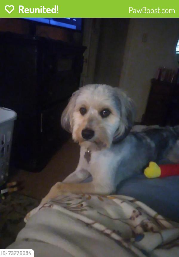 Reunited Male Dog last seen 32nd and Ave R area, Galveston, TX 77550