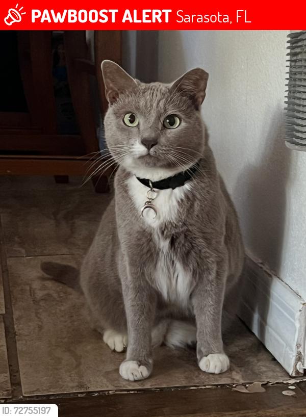 Lost Female Cat last seen Bee Ridge Rd. and Lorraine Rd., Sarasota, FL 34240
