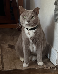 Lost Female Cat last seen Bee Ridge Rd. and Lorraine Rd., Sarasota, FL 34240