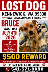 Lost Male Dog last seen S irving st, Kennewick, WA 99337