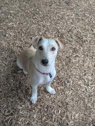 Reunited Female Dog last seen West Virginia Ave heading towards Mt Olivet, Washington, DC 20002