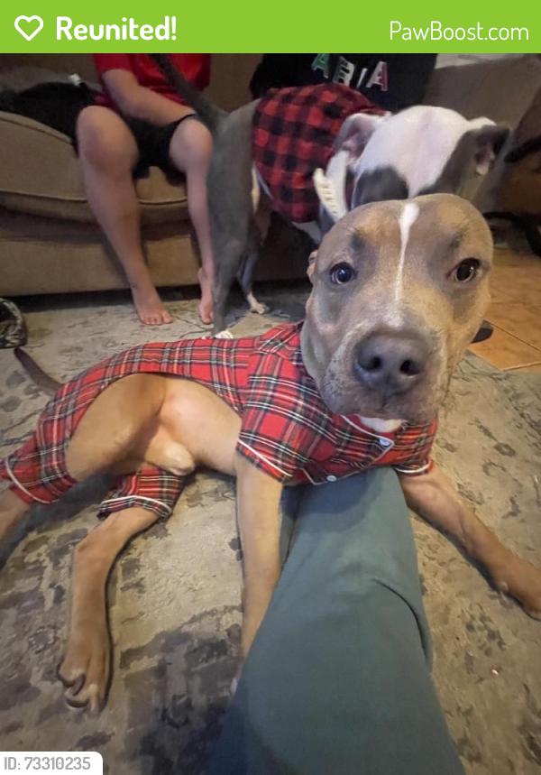 Reunited Male Dog last seen Near W Carson Rd, Phoenix, AZ 85041, USA, Phoenix, AZ 85041
