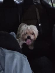 Reunited Male Dog last seen Near Braeburn Valley Baptist Church, S Braeswood Blvd, Houston, TX 77071