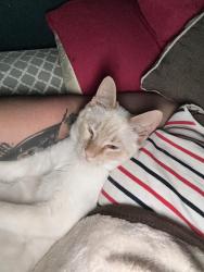 Lost Male Cat last seen Fruitvale, Oakland, CA 94602
