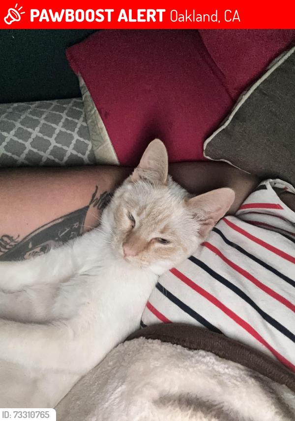 Lost Male Cat last seen Fruitvale, Oakland, CA 94602