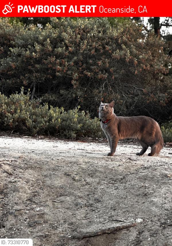 Lost Male Cat last seen Near yuma avenue, Oceanside, CA 92057