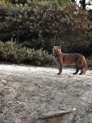 Lost Male Cat last seen Near yuma avenue, Oceanside, CA 92057