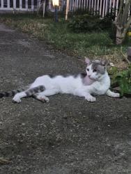 Found/Stray Male Cat last seen Willow and Manzanita, Rialto, CA 92316