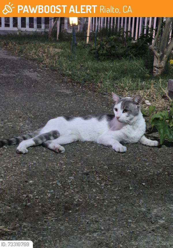 Found/Stray Male Cat last seen Willow and Manzanita, Rialto, CA 92316