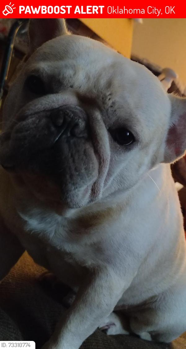 Lost Male Dog last seen East Oklahoma City, Oklahoma City, OK 73102