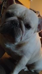 Lost Male Dog last seen East Oklahoma City, Oklahoma City, OK 73102