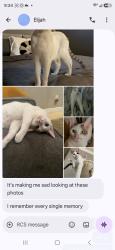 Lost Male Cat last seen Gage/Greenwood, Bell Gardens, CA 90201