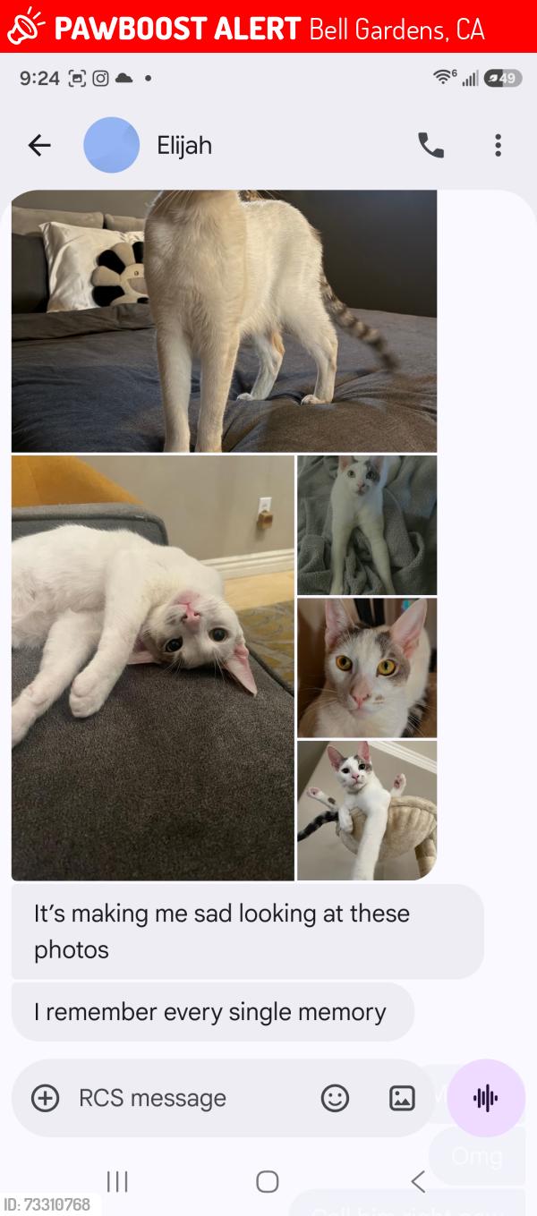 Lost Male Cat last seen Gage/Greenwood, Bell Gardens, CA 90201