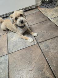 Reunited Male Dog last seen San Antonio dr and Wyoming, Albuquerque, NM 87109