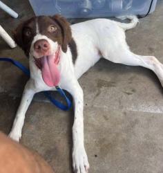 Shelter Stray Female Dog last seen Near Danville Court, VIRGINIA BEACH, VA, 23453, 341 S Birdneck Rd, Virginia Beach, VA 23451, USA