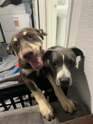 Reunited Unknown Dog last seen Rosson Rd, Little Elm, TX 75068, USA, Little Elm, TX 75068