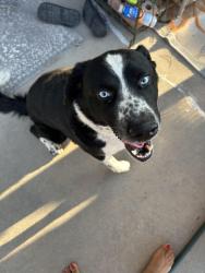 Reunited Male Dog last seen Canyon Run / High Ridge, El Paso, TX 79912