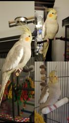 Lost Female Bird last seen Donevan Recreation Complex and Willowdale Park, Oshawa, ON L1H 6X4