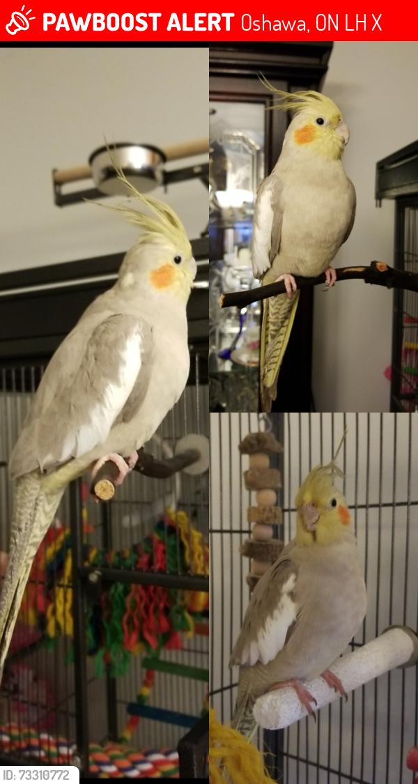 Lost Female Bird last seen Donevan Recreation Complex and Willowdale Park, Oshawa, ON L1H 6X4