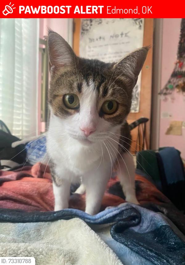 Lost Female Cat last seen Kicking bird rd and bryant, Edmond, OK 73034