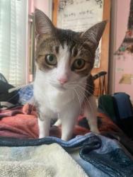 Lost Female Cat last seen Kicking bird rd and bryant, Edmond, OK 73034