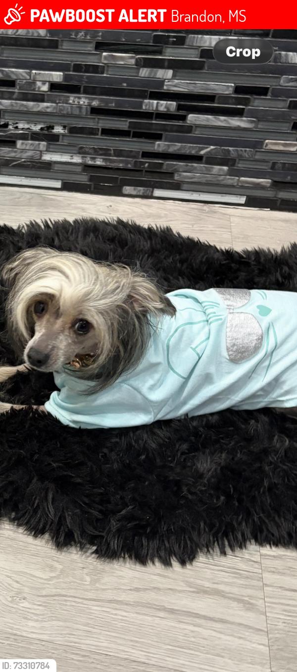 Lost Female Dog last seen Trickhambridge, Brandon, MS 39042