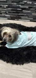 Lost Female Dog last seen Trickhambridge, Brandon, MS 39042