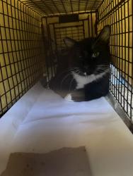 Found/Stray Male Cat last seen Owens Lamb, Las Vegas, NV 89110