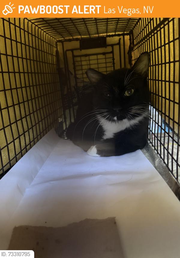 Found/Stray Male Cat last seen Owens Lamb, Las Vegas, NV 89110