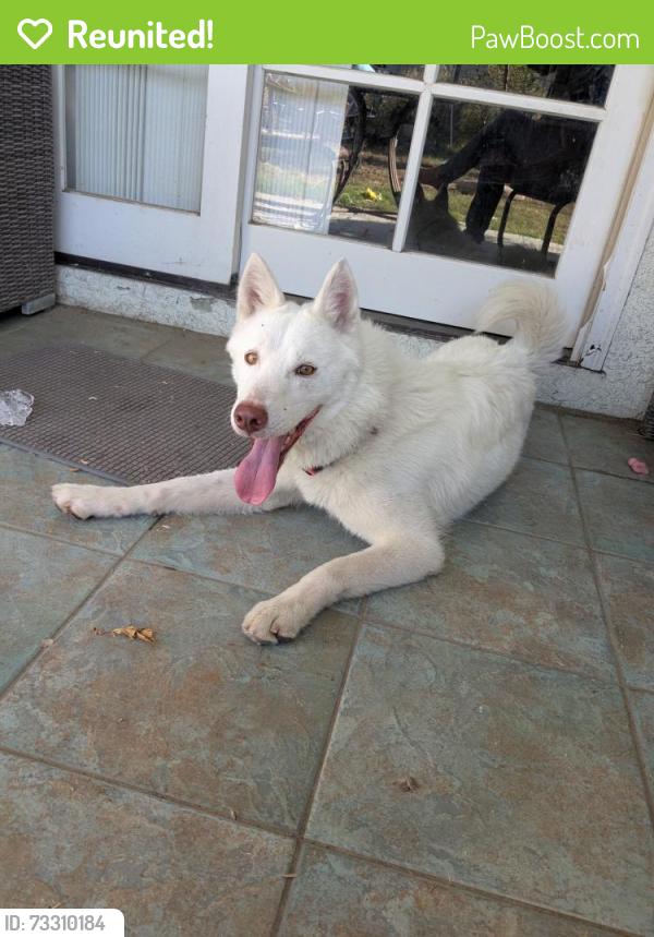Reunited Unknown Dog last seen Fourth st, Los Angeles, CA 91342