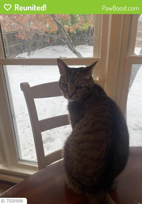 Reunited Female Cat last seen Overton Road, Mountain Brook, AL 35223