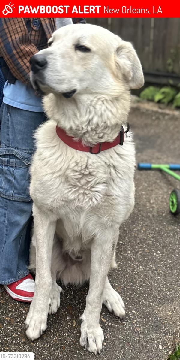 Lost Male Dog last seen Freret and magnolia, New Orleans, LA 70117