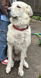 Lost Male Dog last seen Freret and magnolia, New Orleans, LA 70117