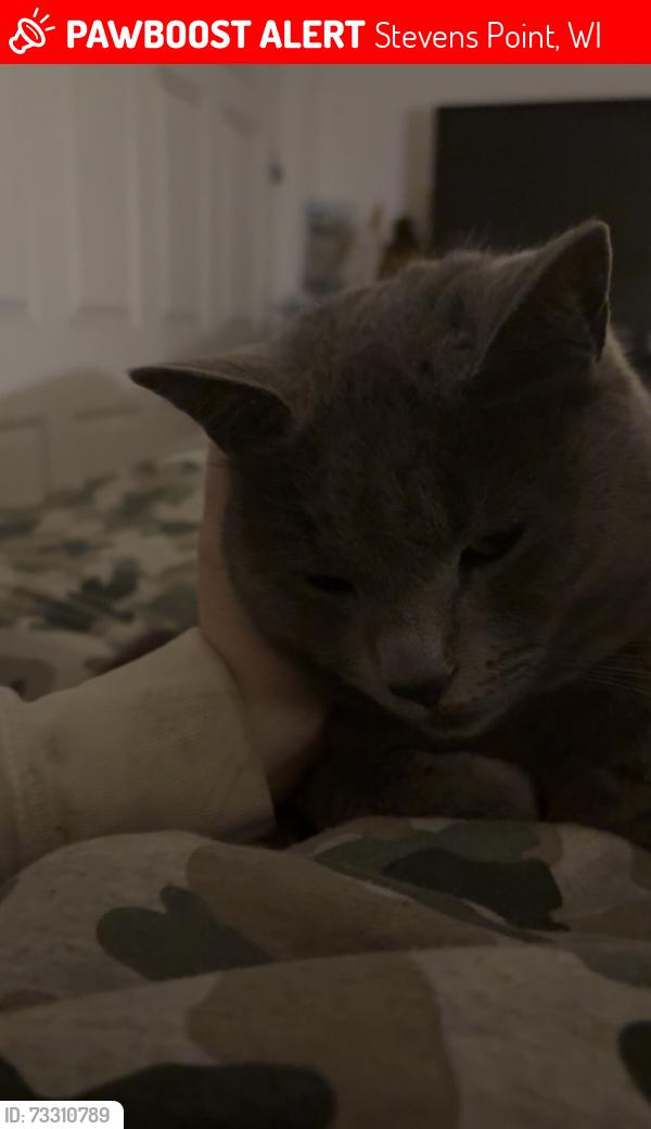 Lost Female Cat last seen Downtown Steven Poiny, Stevens Point, WI 54481