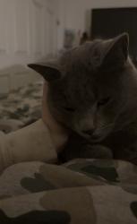 Lost Female Cat last seen Downtown Steven Poiny, Stevens Point, WI 54481